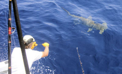 200+ lb hammerhead wired at the boat