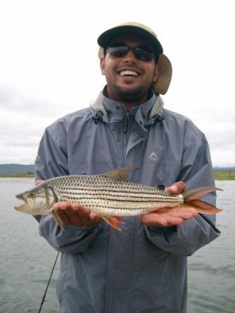 Tiger Fish