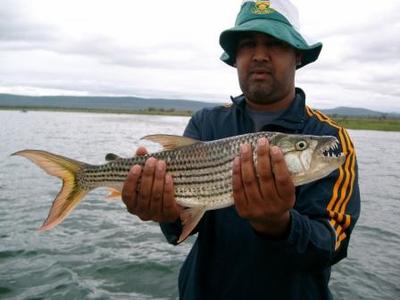 Tiger Fish