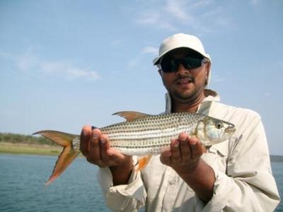 Tiger Fish on Drp Shot