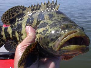 Juvenile Goliath grouper are plentiful in bays throughout the Sarasota area.