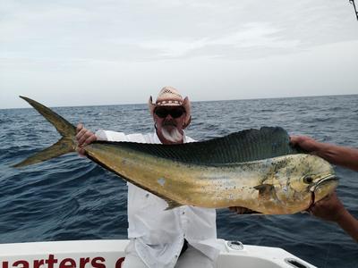 Nice dolphin caught trolling offshore