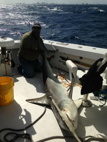 Monster hammerhead shark