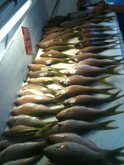 Yellowtail snappers