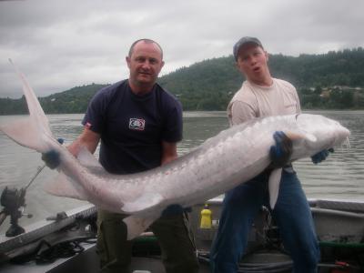 Very nice 7 foot Sturgeon last week
