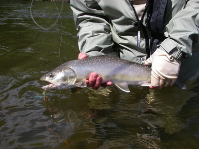 Nice 20 inch Bull trout on the fly
