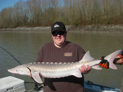 average Fraser river Sturgeon for early April