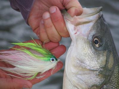 Springtime River Bass, our specialty!