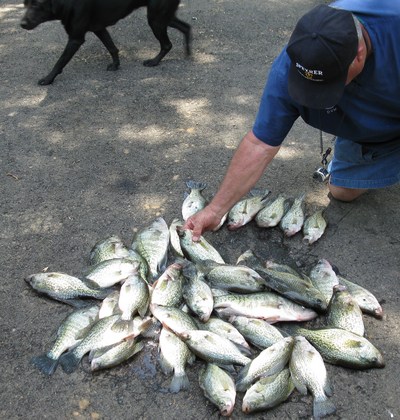 Big crappie are moving
