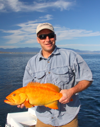 A very rare Golden Cabrilla