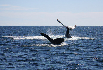 Cabo whales at play