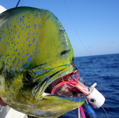 A great dorado on a popper.  Photo : The Reel Baja