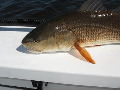 Redfish
