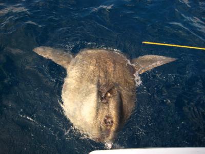 Mola Mola AKA Sunfish