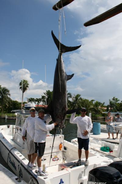 510 Pound Swordfish