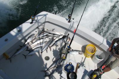 Great day on the Cutting Edge Tuna, Kings