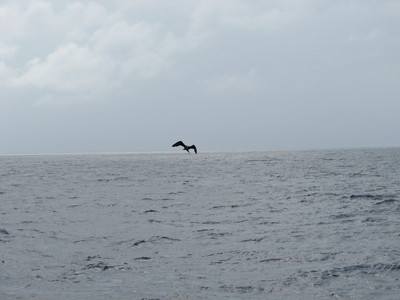 Frigate Bird helps spot dolphin