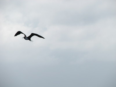 Frigate Bird - Indication Dolphin Are Near By Chasing Bait To Surface