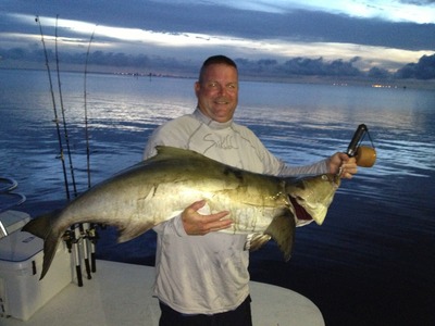 large cobia www,catchsnook.com
