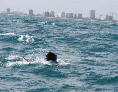 Sailfish - Miami Beach