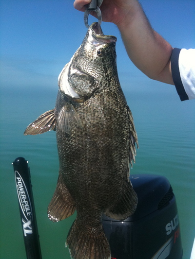A 7.5 lb tripletail caught near a lobster bouy