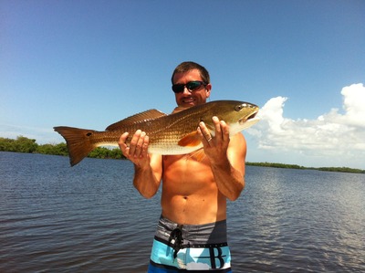 Mosquito Lagoon redfish