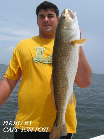 BIG REDFISH