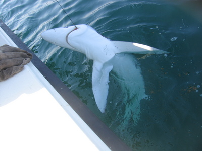 Shark Fishing