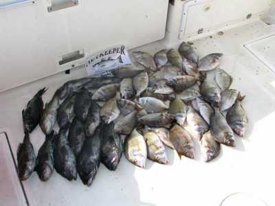 Deck full of Sandy Hook Porgy & Sea Bass