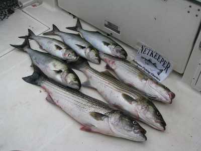 NETKEEPER 10/24 Stripers & Blues Deck Shot