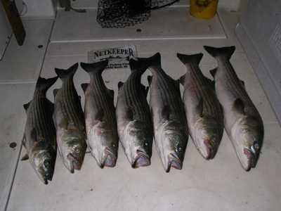 NetKeeper Deck full of Sandy Hook Stripers