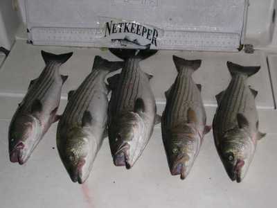 Our Striper Limit