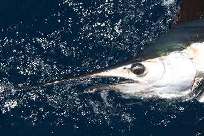 sailfish