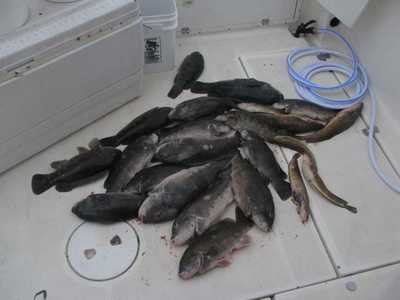 NETKEEPER Turkey Day Tog Deck Shot Bounty