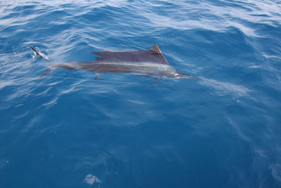 sailfish swimming at boat