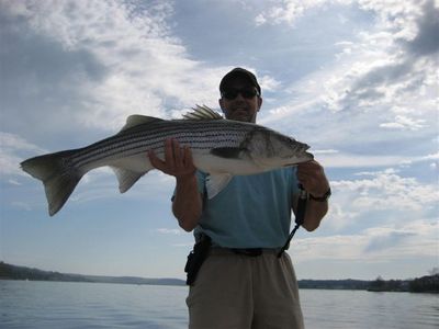 New Jersey striper guide-reel therapy.com