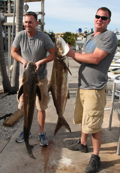 Cobia