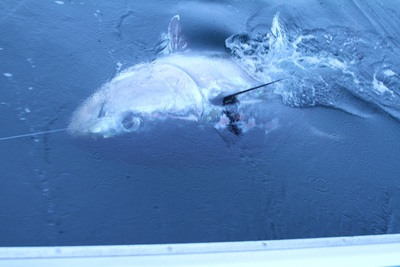 1100 lb Blue Fin  Tuna