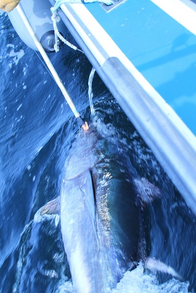 700 LB Tuna