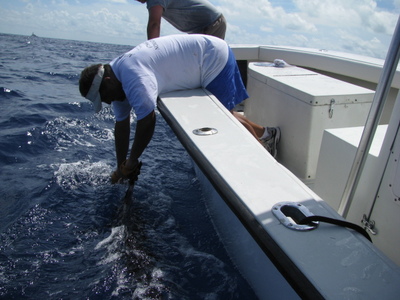 Miami Fishing Charter - Sailfish