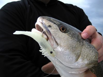 Redfish Taken On D.O.A Nite Glow Shrimp