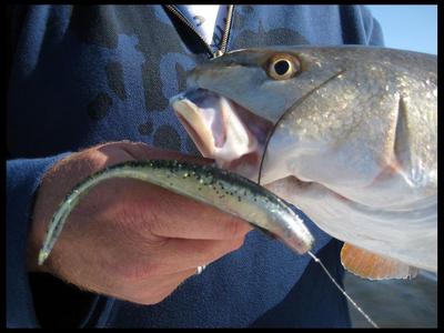 Central Florida Redfish