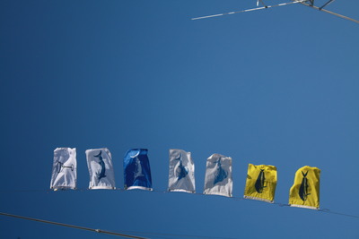 1 blue, 1 white, 2 sails, 2 mahi-mahi