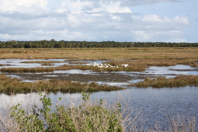 Backcountry Waters of Central Florida