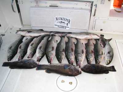 Cockpit full of Thanksgiving Day Striper & Blackfish Bounty