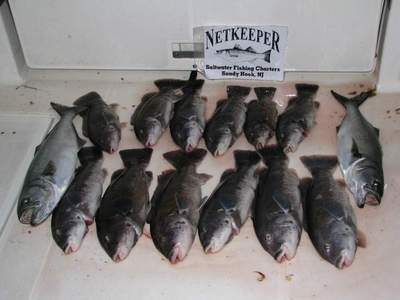 Megawatt Charter Bloody Deck Shot