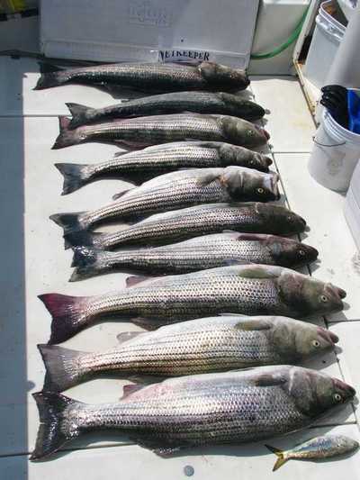 Striped Bass Limit Deck Shot