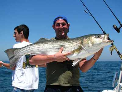 36# striped Bass