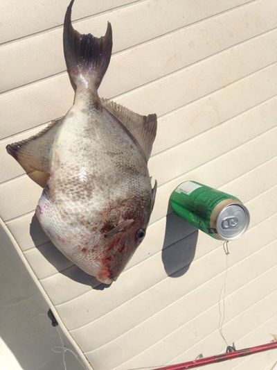 A nice triggerfish