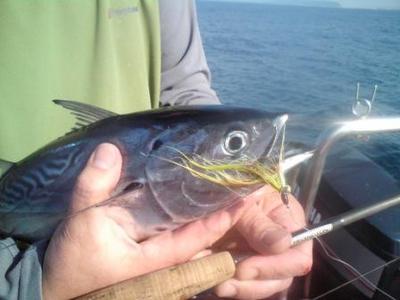 Eastern Little Tuna on Fly
